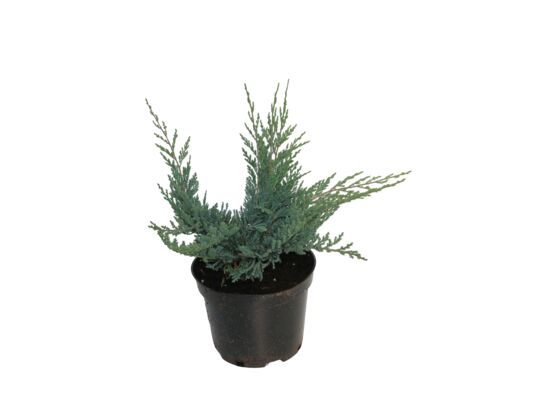 Juniperus Blue Chip don. 17 cm wys. 15-20 cm