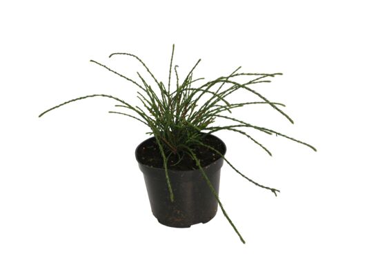 Żywotnik olbrzymi 'Whipcord' C2 wys. : 10 cm