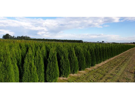 Żywotnik occidentalis Smaragd 100 - 120 cm doniczka 26 cm