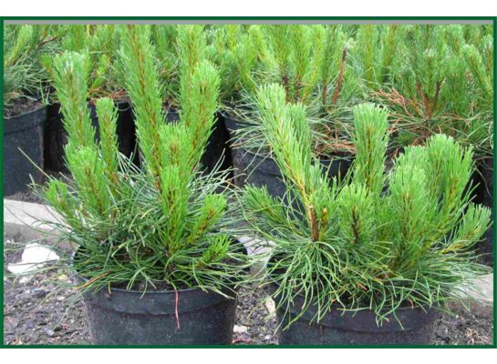 Kosodrzewina Mugo Pumilio 15 - 20 cm doniczka 17 cm