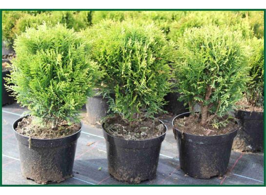 Thuja Danica 20 - 30 cm doniczka 5 l
