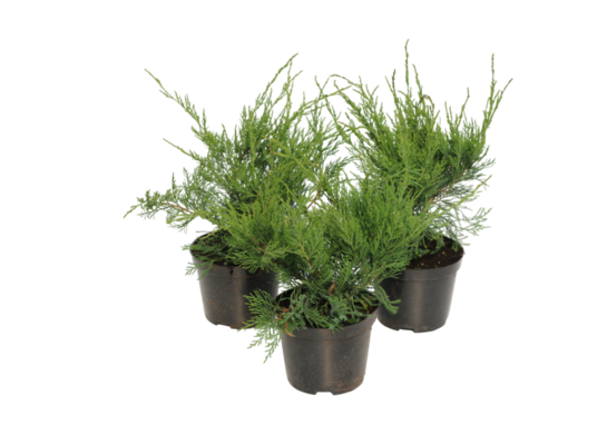 Jałowiec Mint Julep 15 - 20 cm doniczka 2 l