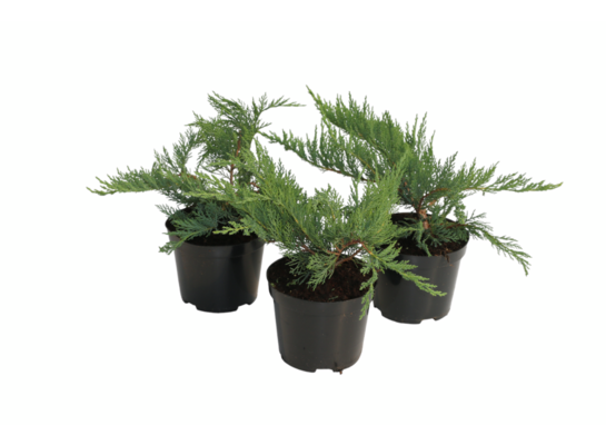 Jałowiec sab. Tamarisifolia 15 - 20 cm doniczka 2 l