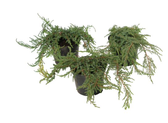 Jałowiec com. Greenmantle 15 cm doniczka 2 l