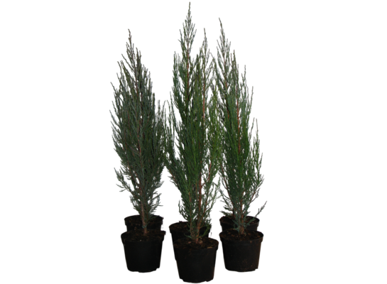 Jałowiec scop. Blue Arrow 50 - 70 cm doniczka 19 cm