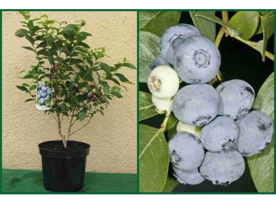 Borówka amerykańska w odmianach 50 - 60 cm doniczka 3 l