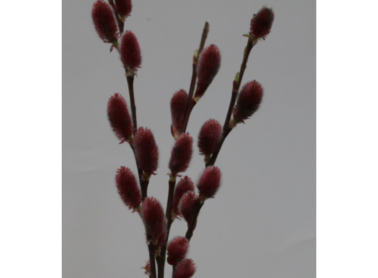 Wierzba Mount Aso 120-150 cm doniczka 21 cm