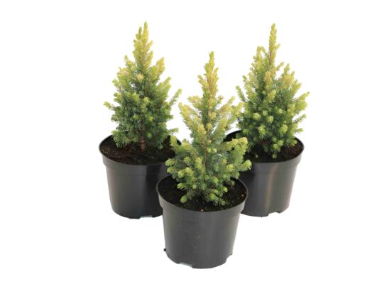 Świerk glauca Daisy's White 15 - 20 doniczka 17 cm