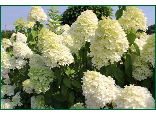 Hortensja bukietowa Grandiflora 30 - 40 cm doniczka 3 l