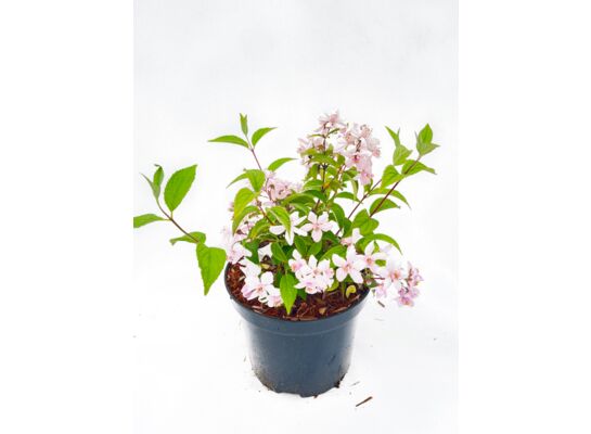 Deutzia mix 40 - 60 cm doniczka 2 l