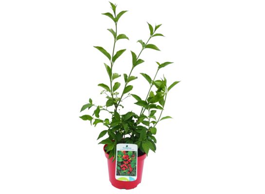 Trzmielina oskrzydlona C2 20 - 40 cm doniczka 17 cm