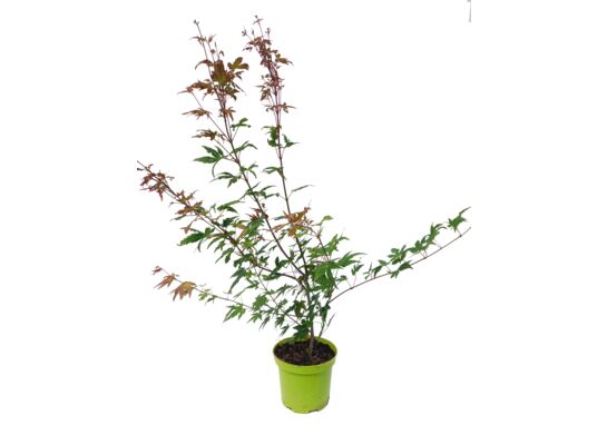 Klon palmowy mix wys. 40 - 60 cm C1