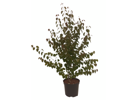 Kolekcja drzew mix B 150 - 200 cm doniczka 5 l