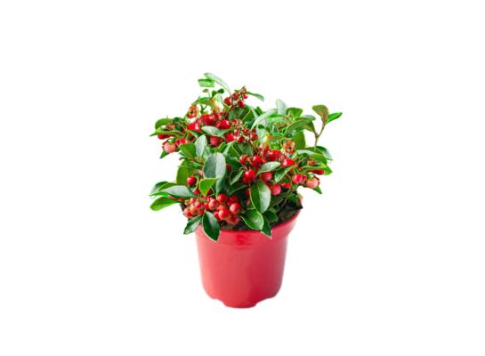 Golteria rozesłana 'Winter Pearls' 10 - 15 cm