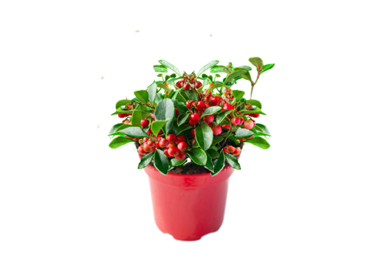 Golteria rozesłana 'Winter Pearls' don. 12 cm wys. 10-15 cm