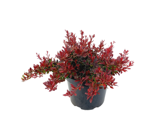 Berberys Mix 30 - 40 cm PBR C2