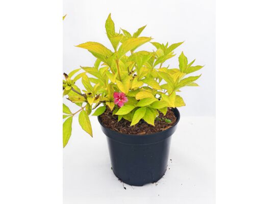 Krzewuszka 30 - 40 cm doniczka 2 l