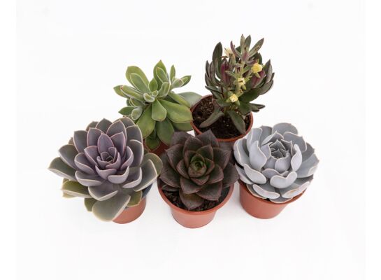 Sukulenty don 10 cm