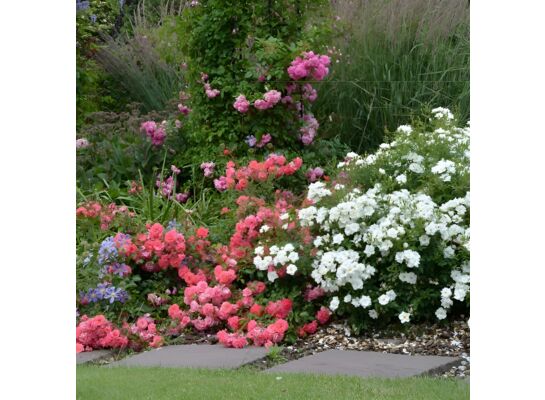 Róża okrywowa 30 - 40 cm 2 l