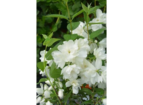 Jaśminowiec wonny 60 - 90 cm 2 l