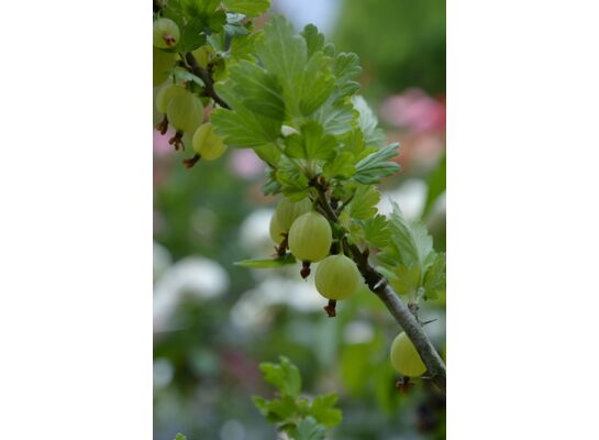 Agrest zielony/czerwony 60 - 90 cm 2 l