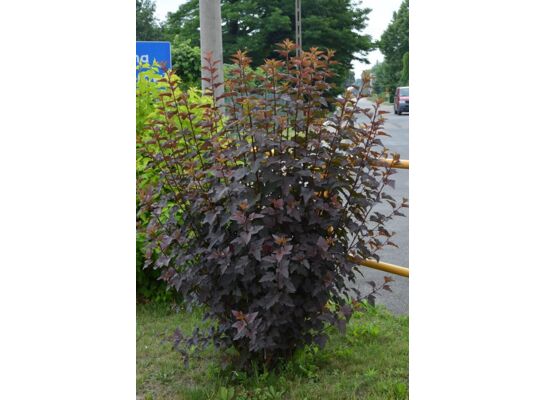 Pęcherznica kalinolistna 60 - 90 2 l