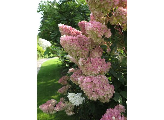 Hortensja bukietowa Premium C2 40 - 60 cm