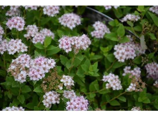 Tawuła japońska 30 - 40 cm 2 l