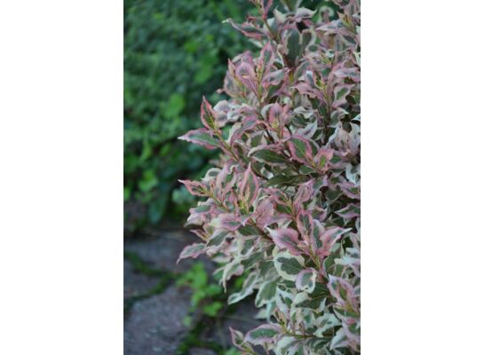 Krzewuszka cudowna premium 40 - 90 cm 2 l