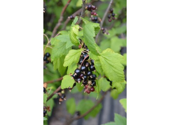 Porzeczka czarna 60 - 90 cm 2 l