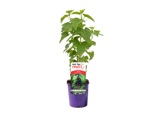 Porzeczka czarna 60 - 90 cm 2 l