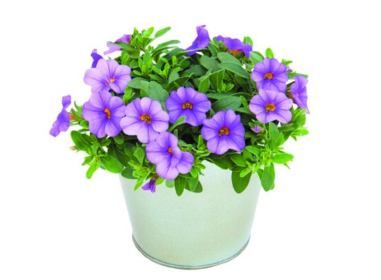 Calibrachoa wysokość 30 cm doniczka 11 cm