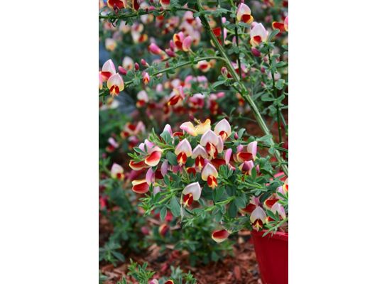 Żarnowiec 35 - 45 cm 2 l