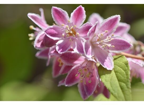 Żylistek 'Strawberry Fields' 60 - 90 cm 2 l
