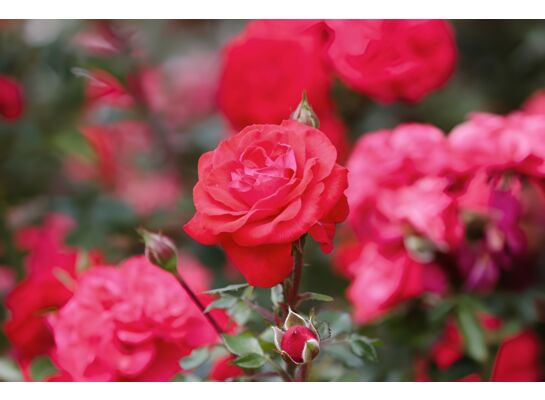 Krzew róży doniczka C3