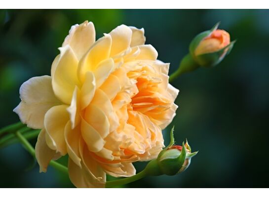 Róża pnąca doniczka C5