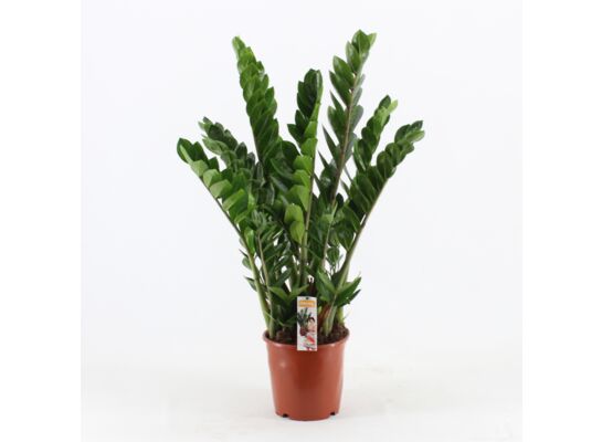 Zamioculcas wys. 90 cm śr. don21 cm