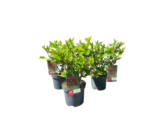 Hortensja wiechowata 30 - 40 x 21 cm