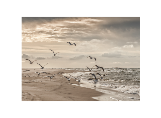 Obraz na płótnie 50 x 70 cm Ptaków Śpiew