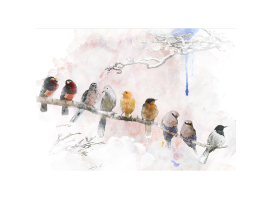 Obraz na płótnie 50 x 70 cm Ptaki