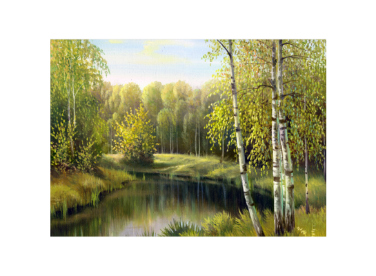 Obraz na płótnie 50 x 70 cm Brzozy