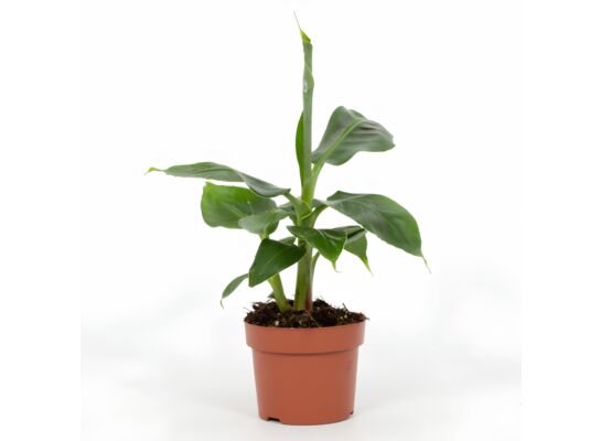 Bananowiec 31 cm doniczka 12 cm