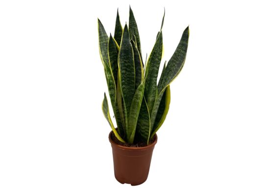Sansevieria 60 cm doniczka 17 cm