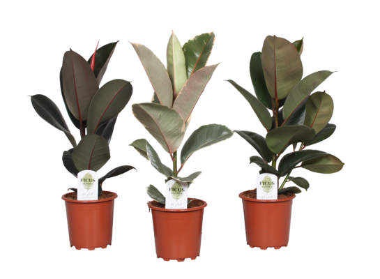 Ficus Elastica 60 cm doniczka 17 cm mix