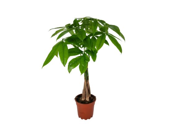 Pachira drzewo butelkowe doniczka 17 cm