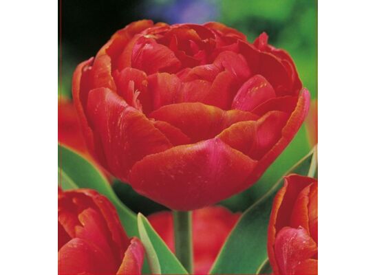 Tulipan Miranda rozmiar 10-11 kapers 3 sztuki