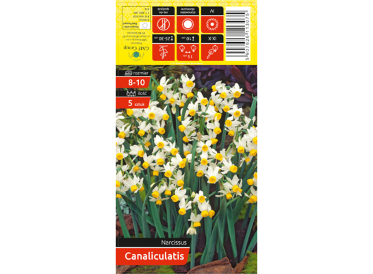 Narcyz żółty rozmiar 8-10 5 sztuk