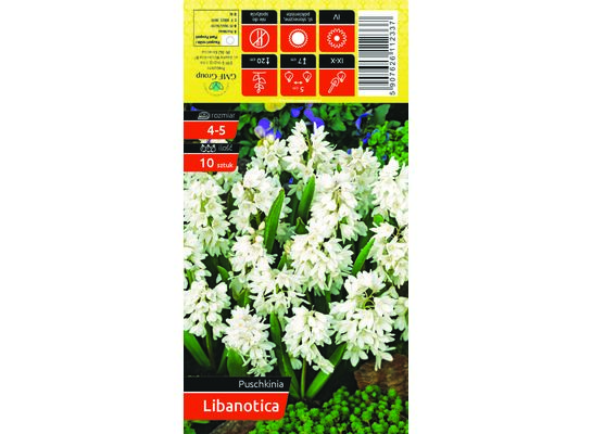 Puszkinia biała rozmiar 4-5 10 sztuk