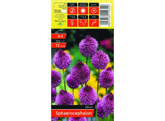 Czosnek główkowaty ozdobny fioletowy rozmiar 4-5 12 sztuk