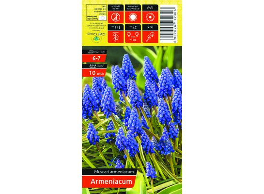 Szafirek rozmiar 6-7 10 sztuk